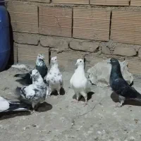 کبوتر تهرانی