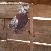 ۹ عدد کبوتر غریب