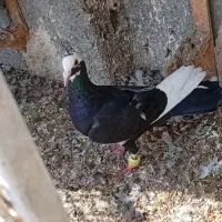 قهرمینا صید حریف صید شب