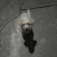 سگ پاکوتاه توله