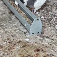 طوقی درجه یک|پرنده|خرمشهر, |دیوار