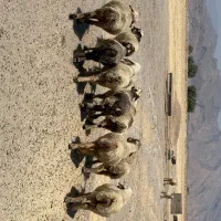 میش|حیوانات مزرعه|بانش, |دیوار