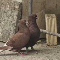 سرخ دم سفید
