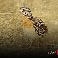 پرورش بلدرچین پرسود
