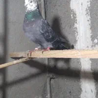 کبوتر|پرنده|گرگان, |دیوار