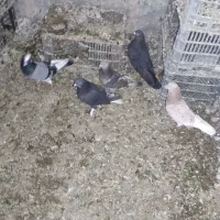 شش تا کبوتر سالم اوچوب اوینیان