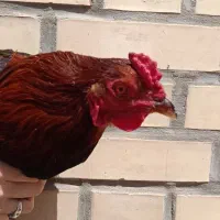 خروس دورگ جوان