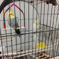 عروس هلندی