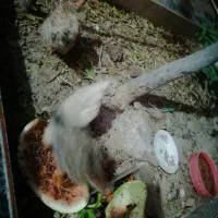 جوجه بومی