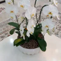 گل طبیعی و گلدان