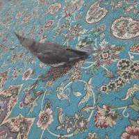 جوجه عروس هلندی