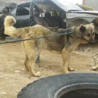 سگ سرابی ماده