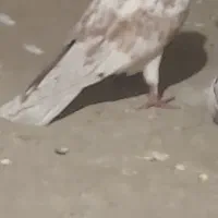 کبوتر یا کفتر
