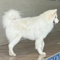 سگ سامویید نر  آماده و جهت جفت گیری با سگ ماده