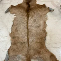 پوست بز