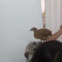 جوجه مرغ وخروس
