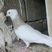 طوقی نر گمشده