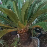 نهالستان و گلسرای خاتون