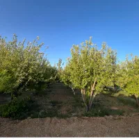 فروش-زمین-باغی
