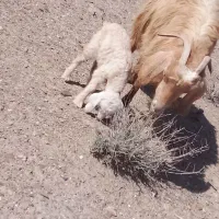 بززاییده دورگ بزغاله نرشیرا