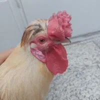خروس چهل تاج