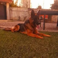 ژرمن شپرد بلک فیس ماده