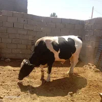 فروش گاونر