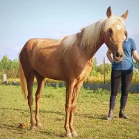 کره مادیان سمند ترکمن 20 ماهه
