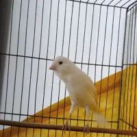 دو عدد قناری مست مست