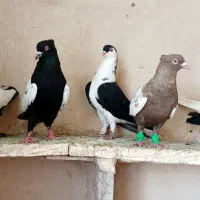کفترکاشمر