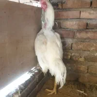 خروس لاری