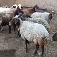 میش
