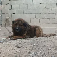سگ نگهبان