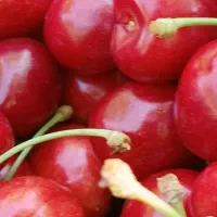 گیلاس  تکدانه  درجه۱ کیلویی ۳۵۰