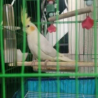 عروس هلندی