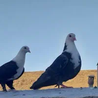 کفتر کبوتر  جفت پرشی
