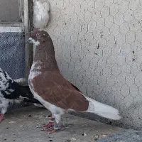 ۵عدد کبوتر کفتر درجه یک یکجا
