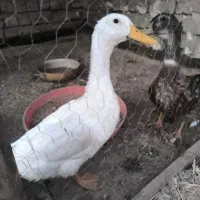 دوتا اردک