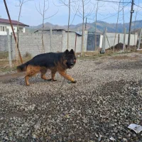 سگ ژرمن