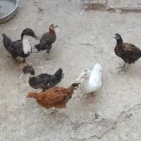 اردک و جوحه