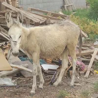 اهواز