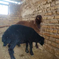 بره نر همو هترو