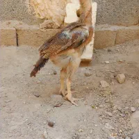 3عدد جوجه لاری اصل