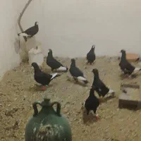 کبوتر قره صوری حبشی