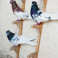 ۳ تا کفتر کله هوای پرشی تنگ