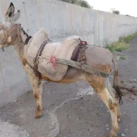 دو الاغ  فروشی یکی سواری دار یکی کره