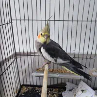عروس هلندی نر