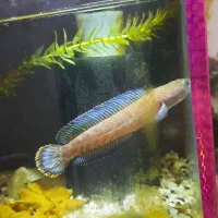 ماهی چانا