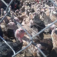 بوقلمون بوربون و برنز