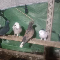 کفتر سرور و هما